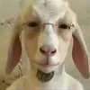 racism_enthusiast