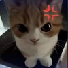 cats_are..my_life