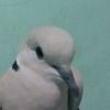 tole_jibril