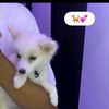 btceleb