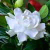 raafat236