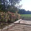 nadine_011_