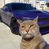 dodge_and_cat