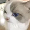 quannosimp0
