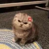 yenlinh.8311