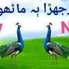 bar.kat.ali.hingo1