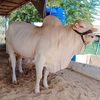 gulam.rasool568