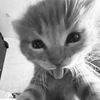 renicol_