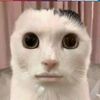 meme_king32958