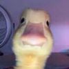 thanos_goes_quack