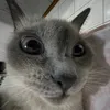 mfm.dudaa