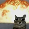 .nuzukoedits