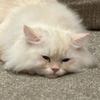 catloverward