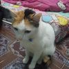 kitti_no15