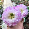 Thế Giới Hoa Xương Rồng