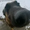 Пёсик Цезарь