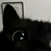 meowchan010
