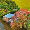 Cảnh Đẹp Miền Tây ✅