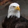 omid.mohammadi922