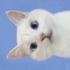 tmcli8y_