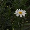 smilekanyaphat._20132556