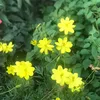 funnygu68