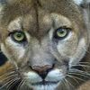 puma.dorado