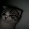 kavish_1411