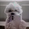 emilly.vitoria099.0