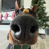 Maverick the Doberman