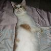 tskarmacat