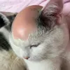 applefheng24