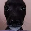 noonamenoonee