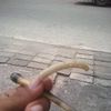 masduki4794