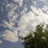 rayid446