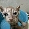 nhuhuynh_71hz