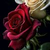 hanady12hn