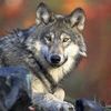 ANIMALS WILD