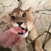 Animal world 356