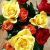 user4983913063547