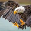 eagle00364