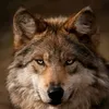 brow.wolfbrasil