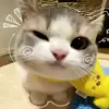 ckit_08
