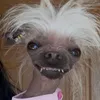 muoncongju
