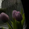 z.ahmed552