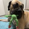 Raptor the boerboel