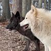 disastrous_beautiful_creatures