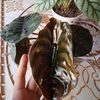 saniyaplant