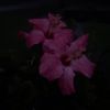 love.melanie012
