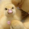 duckdaniel.chand8